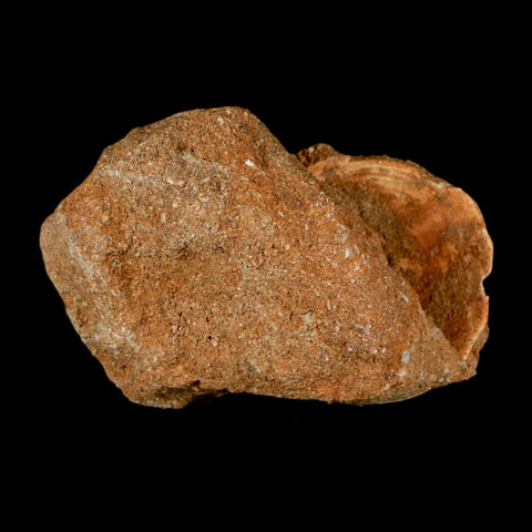 50MM Otodus Obliquus Shark Vertebrae Fossil Bone In Matrix Morocco COA - Fossil Age Minerals