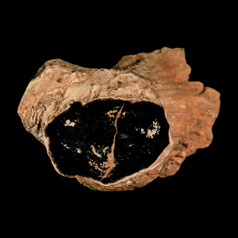 4.1" Fossilized Blue Forest Petrified Wood Limb Branch Eden Wyoming 50 Mil Yrs Old - Fossil Age Minerals