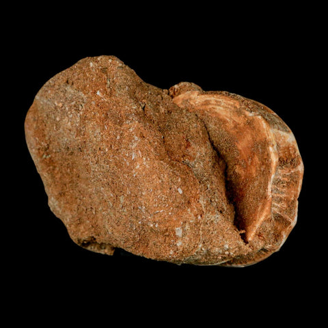 50MM Otodus Obliquus Shark Vertebrae Fossil Bone In Matrix Morocco COA - Fossil Age Minerals