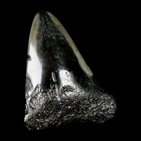 2.5" Quality Megalodon Shark Tooth Serrated Fossil Natural Miocene Age COA