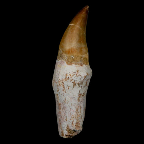 3.7" Mosasaur Eremiasaurus Fossil Tooth Rooted Cretaceous Dinosaur Era COA