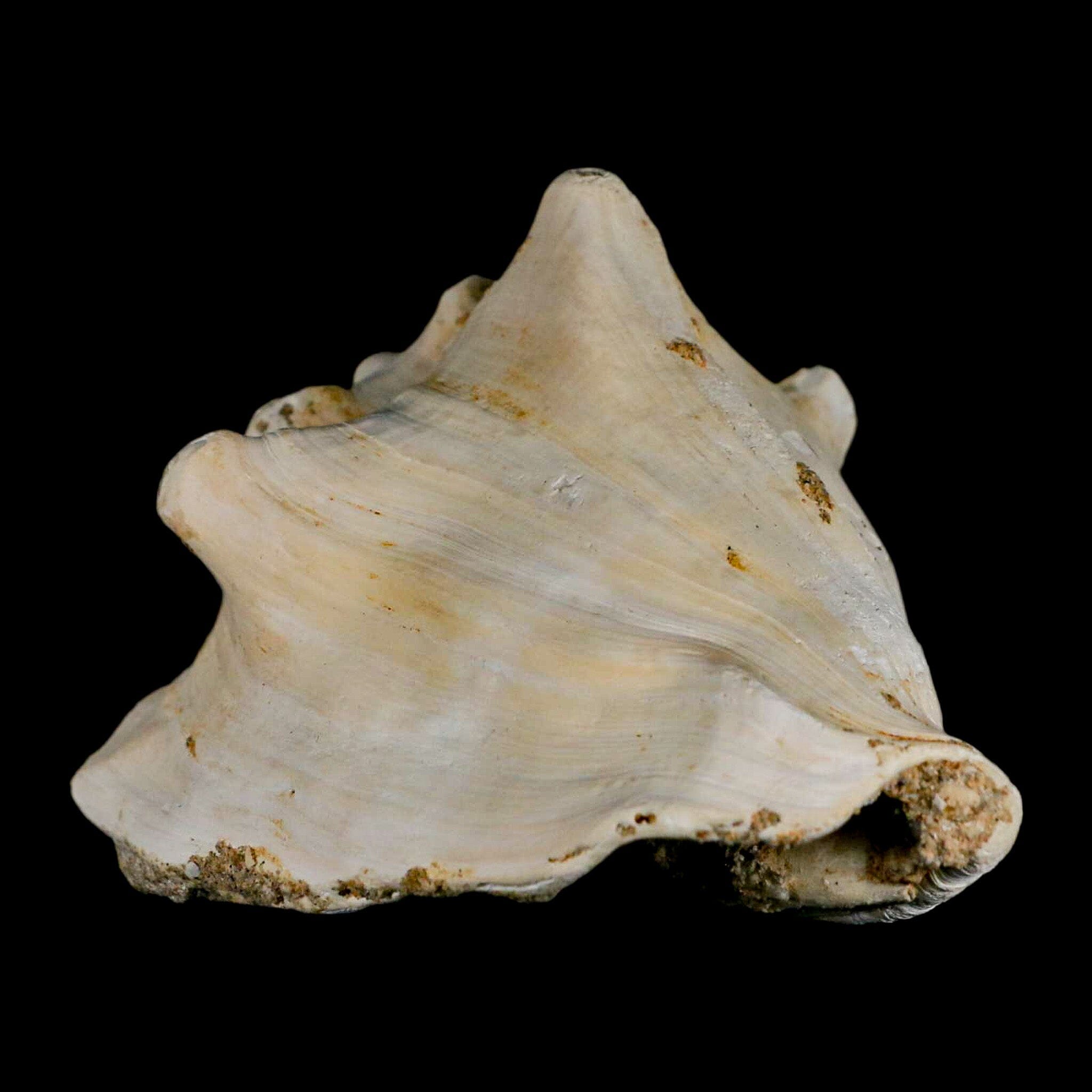 3.7" Strombus Bubonius Fossil Shell Gastropod Pliocene Age Almeria, Spain - Fossil Age Minerals