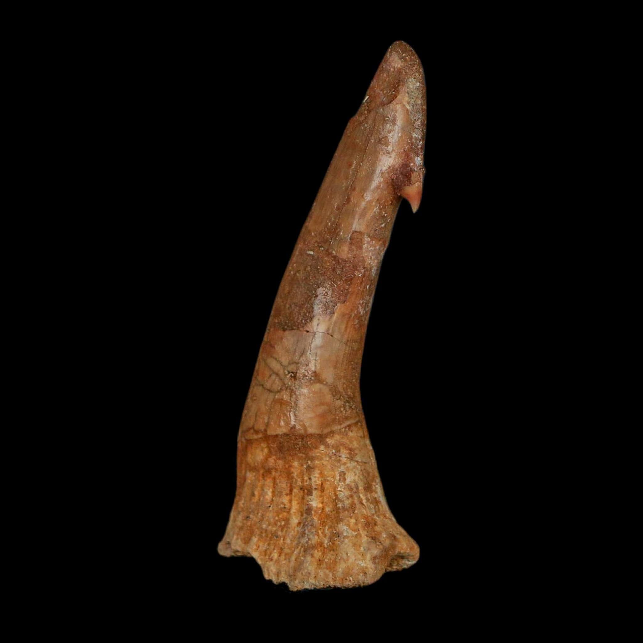 XL 2.4" Sawfish Fossil Tooth Barb Onchopristis Numidus Cretaceous Dinosaur Era COA - Fossil Age Minerals