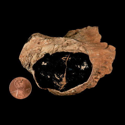 4.1" Fossilized Blue Forest Petrified Wood Limb Branch Eden Wyoming 50 Mil Yrs Old - Fossil Age Minerals