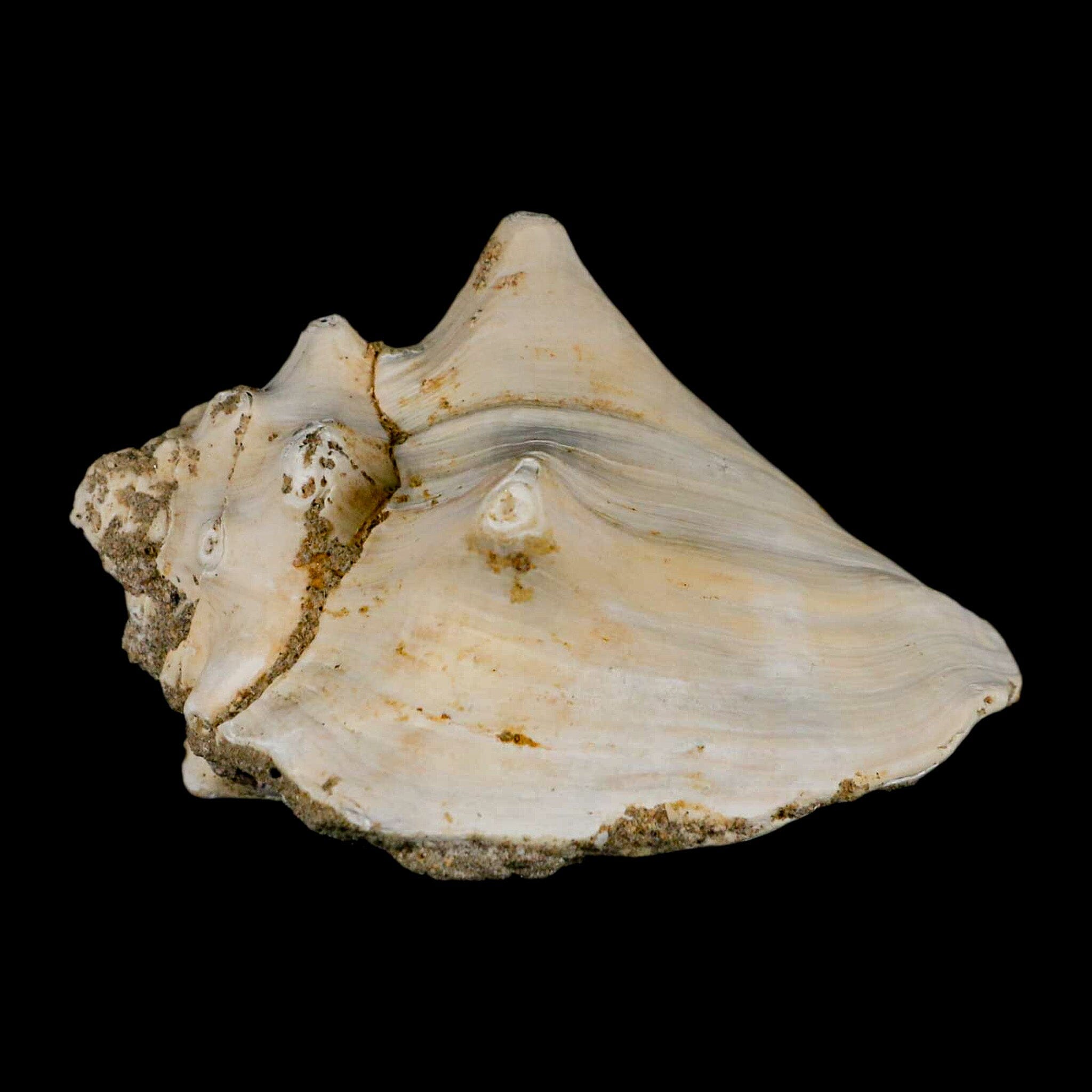 3.7" Strombus Bubonius Fossil Shell Gastropod Pliocene Age Almeria, Spain - Fossil Age Minerals