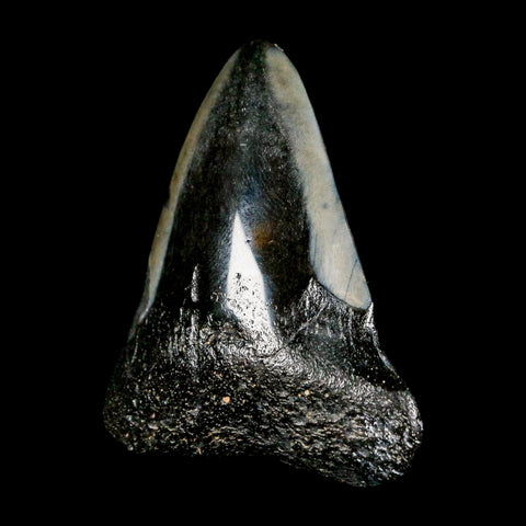 2.5" Quality Megalodon Shark Tooth Serrated Fossil Natural Miocene Age COA