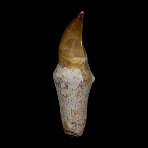 3.7" Mosasaur Eremiasaurus Fossil Tooth Rooted Cretaceous Dinosaur Era COA