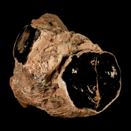 4.1" Fossilized Blue Forest Petrified Wood Limb Branch Eden Wyoming 50 Mil Yrs Old