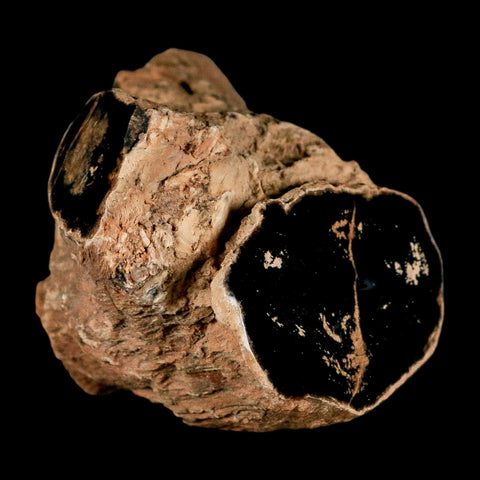 4.1" Fossilized Blue Forest Petrified Wood Limb Branch Eden Wyoming 50 Mil Yrs Old - Fossil Age Minerals