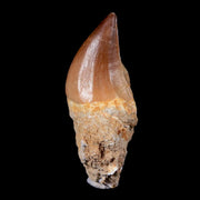 1.5" Mosasaur Prognathodon Fossil Tooth In Matrix Cretaceous Dinosaur Era COA