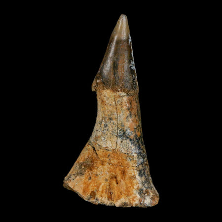 XL 2.6" Sawfish Fossil Tooth Barb Onchopristis Numidus Cretaceous Dinosaur Era COA
