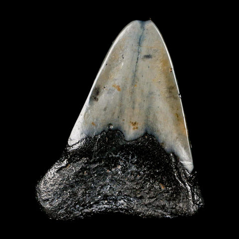 2.5" Quality Megalodon Shark Tooth Serrated Fossil Natural Miocene Age COA