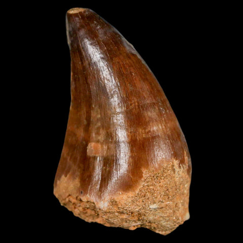 1.7" Mosasaur Prognathodon Fossil Tooth Cretaceous Dinosaur Era COA & Stand - Fossil Age Minerals