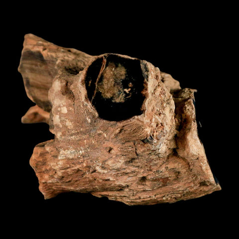 4.1" Fossilized Blue Forest Petrified Wood Limb Branch Eden Wyoming 50 Mil Yrs Old - Fossil Age Minerals