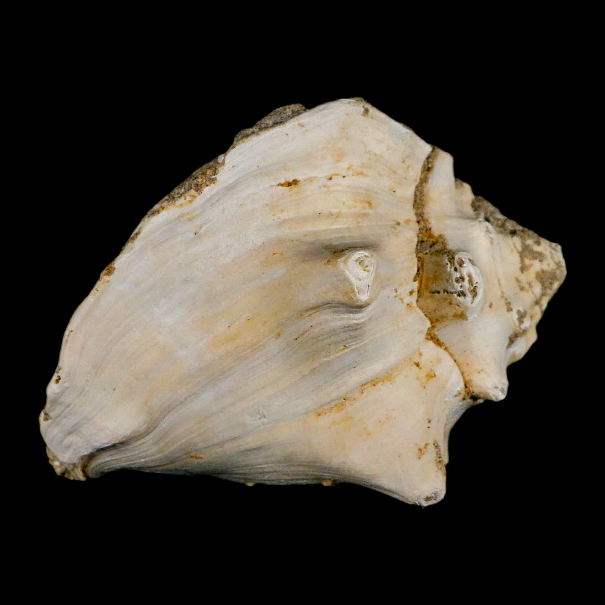 3.7" Strombus Bubonius Fossil Shell Gastropod Pliocene Age Almeria, Spain - Fossil Age Minerals