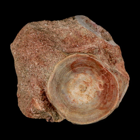 46MM Otodus Obliquus Shark Vertebrae Fossil Bone In Matrix Morocco COA