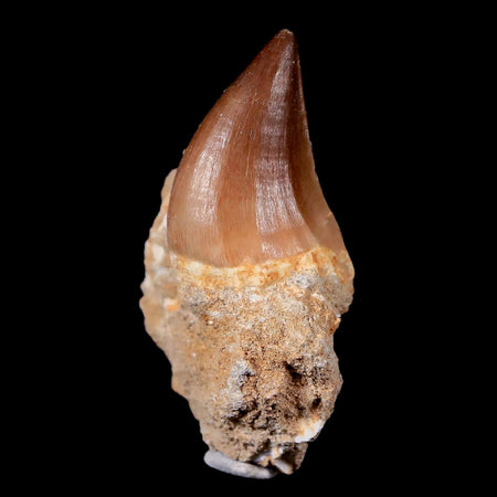 1.5" Mosasaur Prognathodon Fossil Tooth In Matrix Cretaceous Dinosaur Era COA