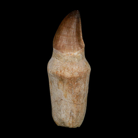 XL 4.4" Mosasaur Prognathodon Fossil Tooth Rooted Cretaceous Dinosaur Era COA