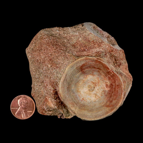 46MM Otodus Obliquus Shark Vertebrae Fossil Bone In Matrix Morocco COA - Fossil Age Minerals