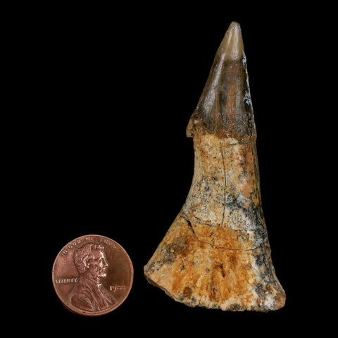 XL 2.6" Sawfish Fossil Tooth Barb Onchopristis Numidus Cretaceous Dinosaur Era COA
