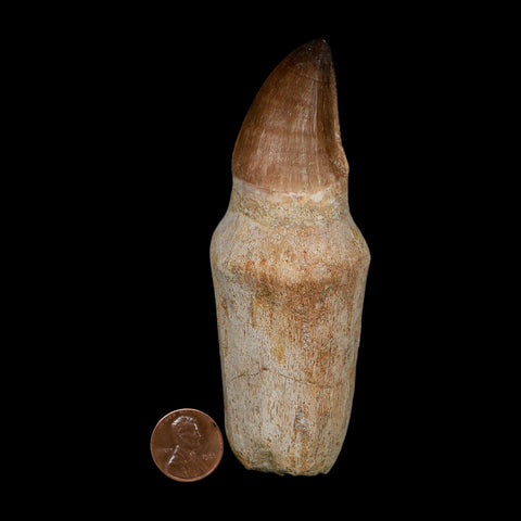 XL 4.4" Mosasaur Prognathodon Fossil Tooth Rooted Cretaceous Dinosaur Era COA