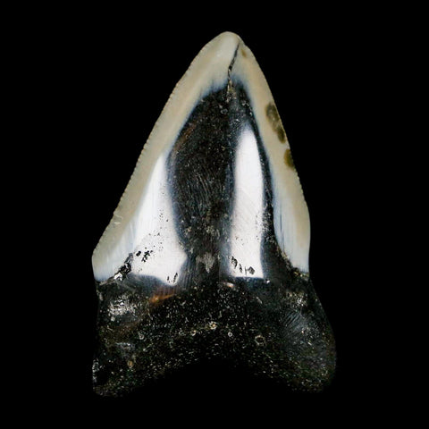 2.4" Quality Megalodon Shark Tooth Serrated Fossil Natural Miocene Age COA