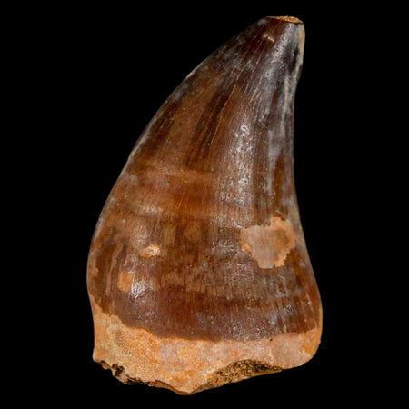 1.7" Mosasaur Prognathodon Fossil Tooth Cretaceous Dinosaur Era COA & Stand