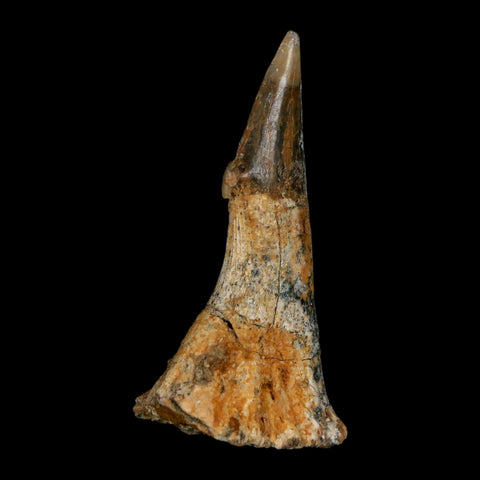 XL 2.6" Sawfish Fossil Tooth Barb Onchopristis Numidus Cretaceous Dinosaur Era COA