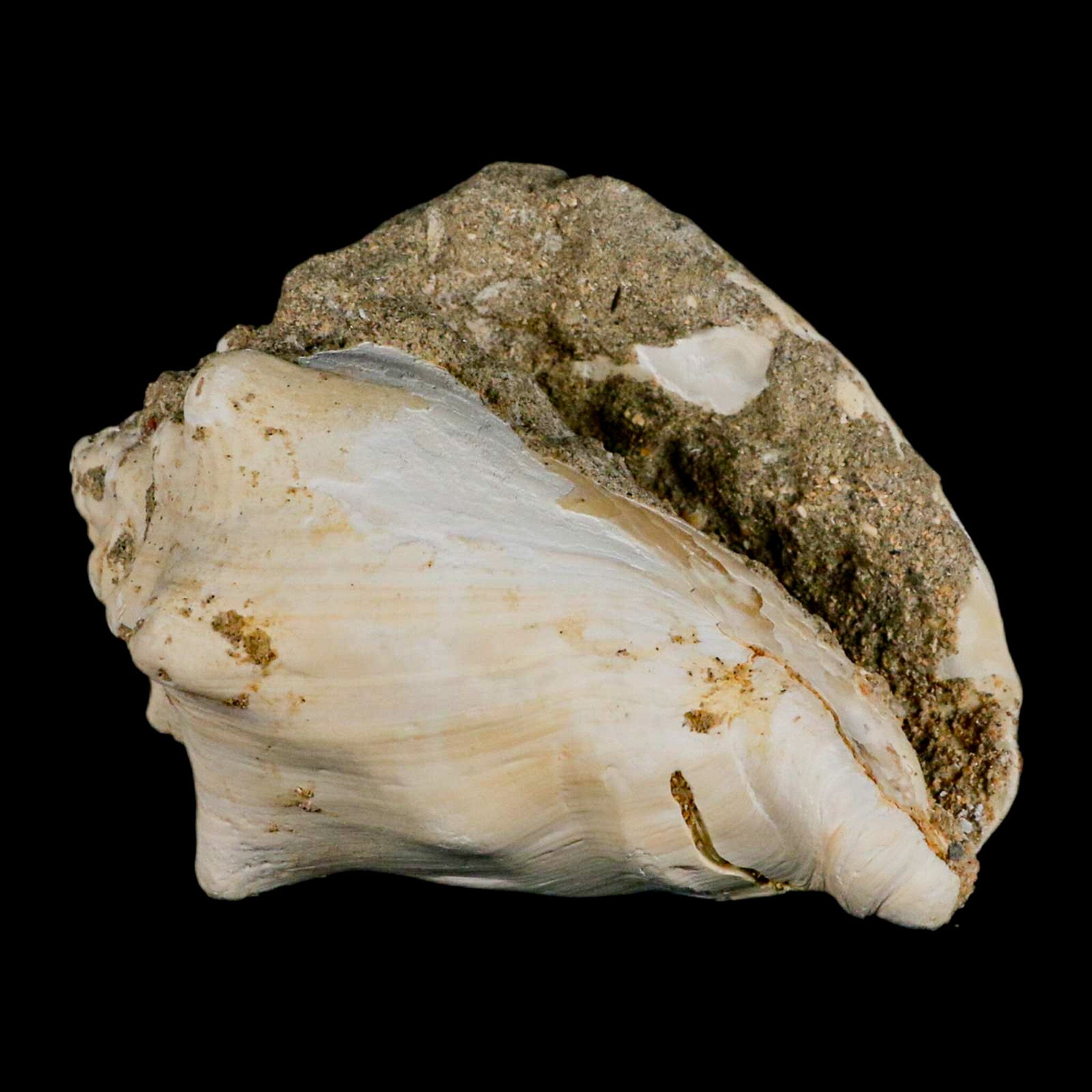 3.7" Strombus Bubonius Fossil Shell Gastropod Pliocene Age Almeria, Spain - Fossil Age Minerals