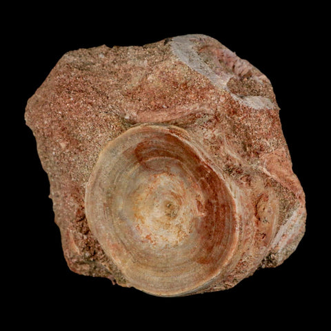 46MM Otodus Obliquus Shark Vertebrae Fossil Bone In Matrix Morocco COA - Fossil Age Minerals