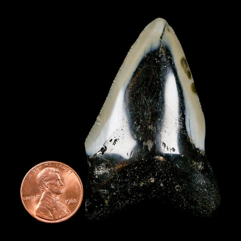 2.4" Quality Megalodon Shark Tooth Serrated Fossil Natural Miocene Age COA