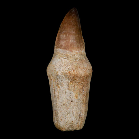 XL 4.4" Mosasaur Prognathodon Fossil Tooth Rooted Cretaceous Dinosaur Era COA
