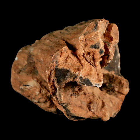 4.1" Fossilized Blue Forest Petrified Wood Limb Branch Eden Wyoming 50 Mil Yrs Old - Fossil Age Minerals