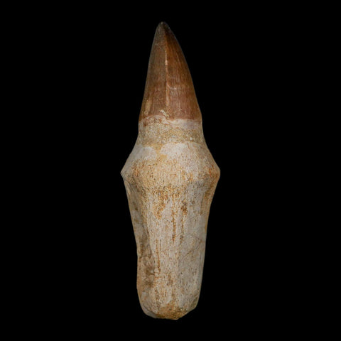 XL 4.4" Mosasaur Prognathodon Fossil Tooth Rooted Cretaceous Dinosaur Era COA