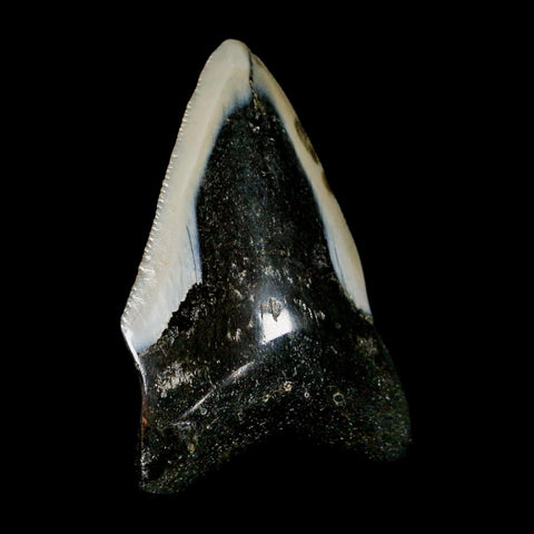 2.4" Quality Megalodon Shark Tooth Serrated Fossil Natural Miocene Age COA