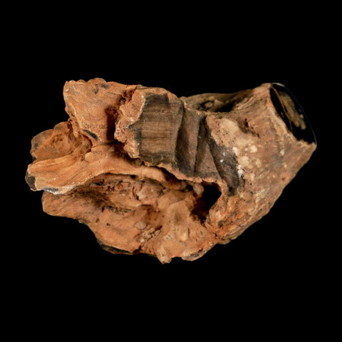 4.1" Fossilized Blue Forest Petrified Wood Limb Branch Eden Wyoming 50 Mil Yrs Old - Fossil Age Minerals