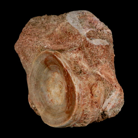 46MM Otodus Obliquus Shark Vertebrae Fossil Bone In Matrix Morocco COA - Fossil Age Minerals