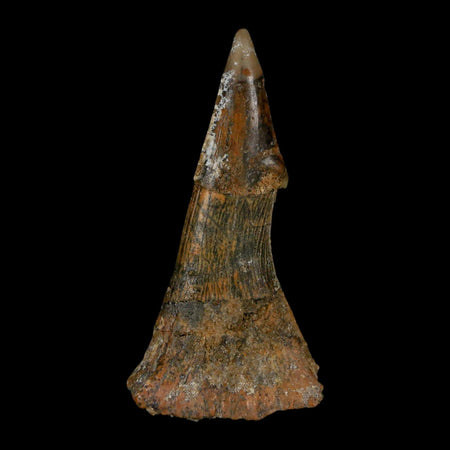 XL 2.6" Sawfish Fossil Tooth Barb Onchopristis Numidus Cretaceous Dinosaur Era COA