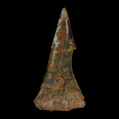 Explore Our Fish Fossil Collection