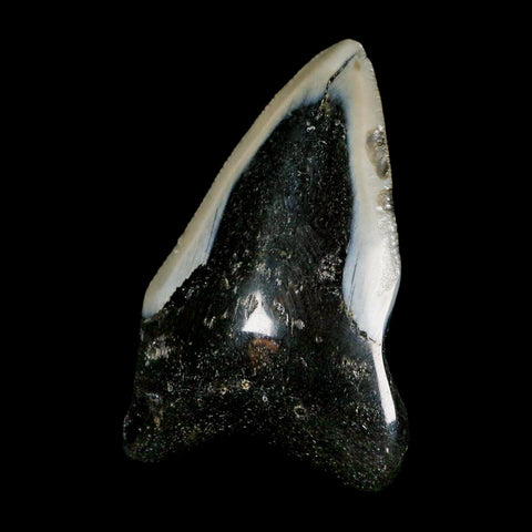 2.4" Quality Megalodon Shark Tooth Serrated Fossil Natural Miocene Age COA
