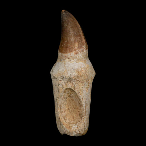 XL 4.4" Mosasaur Prognathodon Fossil Tooth Rooted Cretaceous Dinosaur Era COA