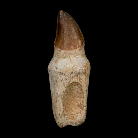XL 4.4" Mosasaur Prognathodon Fossil Tooth Rooted Cretaceous Dinosaur Era COA