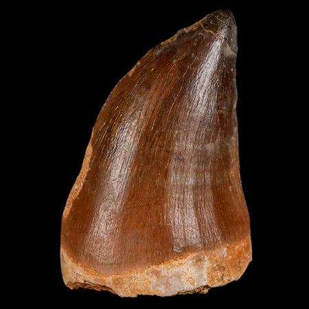 XL 2" Mosasaur Prognathodon Fossil Tooth Cretaceous Dinosaur Era COA & Stand