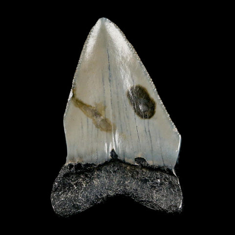 2.4" Quality Megalodon Shark Tooth Serrated Fossil Natural Miocene Age COA