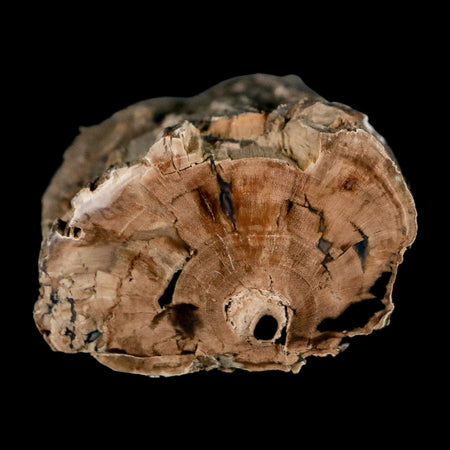 2.9" Fossilized Blue Forest Petrified Wood Limb Branch Eden Wyoming 50 Mil Yrs Old