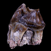 1.1" Running Rhino Hyracodon Nebrascensis Fossil Tooth South Dakota Badlands COA