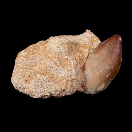 1.5" Mosasaur Prognathodon Fossil Tooth In Matrix Cretaceous Dinosaur Era COA