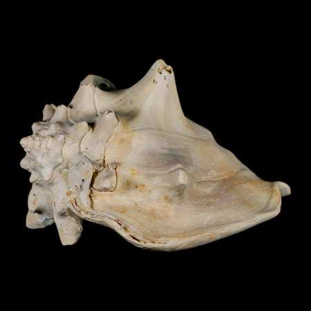 3.8" Strombus Bubonius Fossil Shell Gastropod Pliocene Age Almeria, Spain