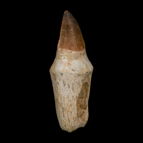 XL 4.4" Mosasaur Prognathodon Fossil Tooth Rooted Cretaceous Dinosaur Era COA