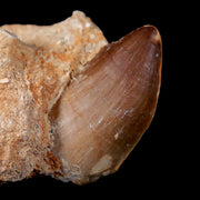 1.5" Mosasaur Prognathodon Fossil Tooth In Matrix Cretaceous Dinosaur Era COA